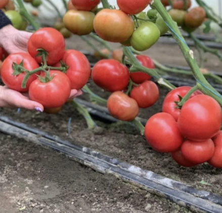 Панамера F1 семена томата