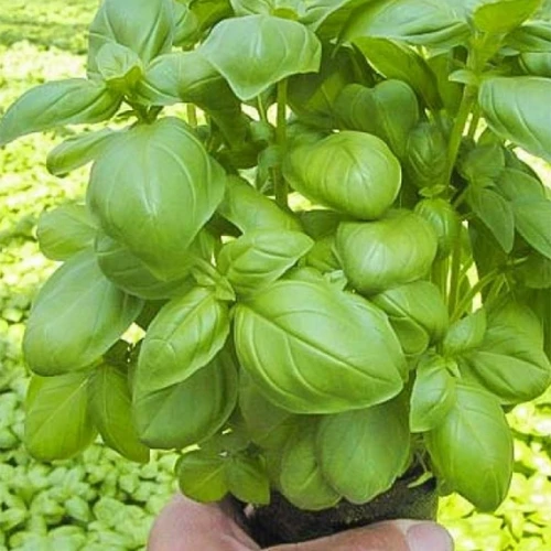 Мариан базилик 250 000 семян