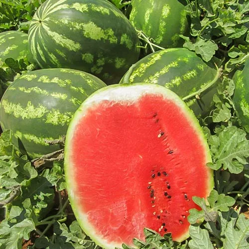 Осман F1 арбуз 1000 семян