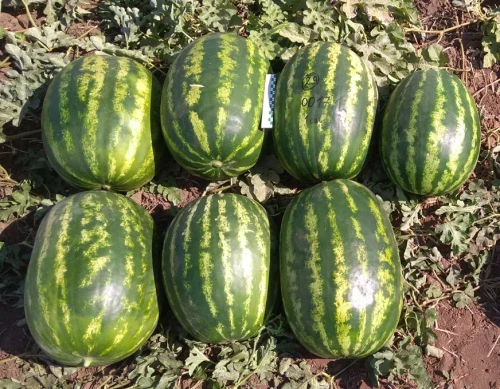 Осман F1 арбуз 1000 семян