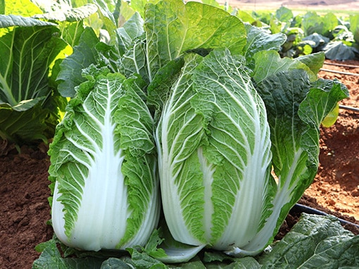 Дженки F1 капуста пекинская 1000 семян