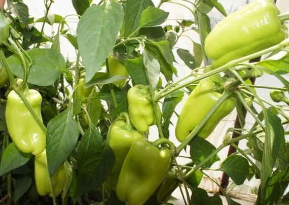 Джейд F1 перец сладкий 500 семян