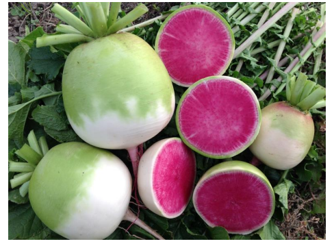 Старберст F1 дайкон 10 000 семян