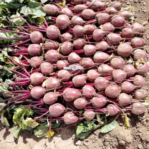 Детройт свекла 50 000 семян