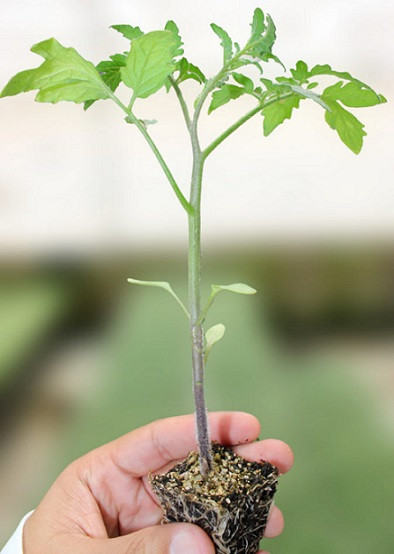 Бауман F1 подвой 500 семян