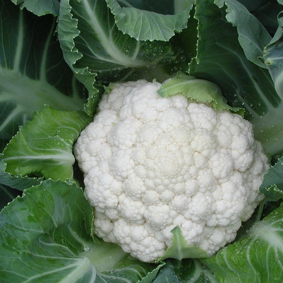 Солистар F1 капуста цветная 2500 семян