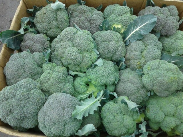 Монако F1 брокколи 2500 семян